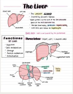 the liver diagram with labels on it and description for each organ in its own body