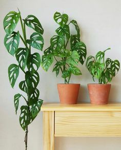 three potted plants sitting on top of a wooden table