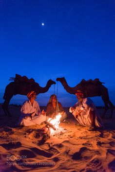 three people sitting around a campfire with two camels in the background at night