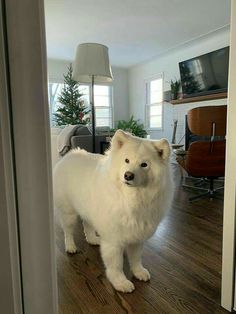 a white dog standing on top of a hard wood floor next to a living room