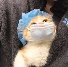 a cat wearing a face mask and covering it's eyes