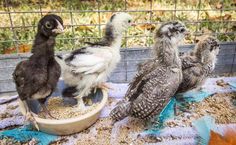 four birds are standing around in a caged area with food on the ground and one bird is eating out of a bowl