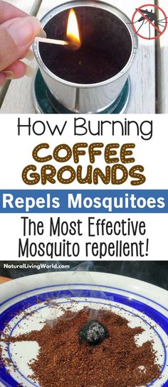 coffee grounds are the most effective mosquito repellent