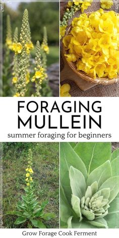 the cover of foraging mullen's summer foraging for beginners