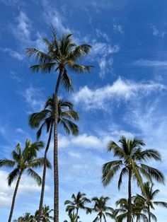 palm trees on the beach under a blue sky