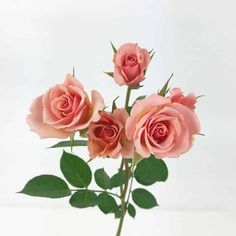 three pink roses in a vase on a white table top with green leaves and stems