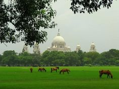 horses graze in front of the capitol building