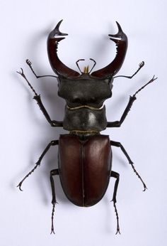 a brown beetle with long horns on it's back