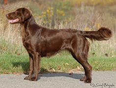 a brown dog standing on the side of a road next to tall grass and flowers