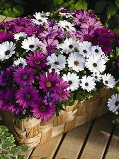 purple and white daisies in a basket on a wooden table outside with greenery