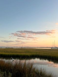 there is a bird that is standing in the water near some grass and reeds