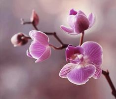 a purple flower is blooming on a branch