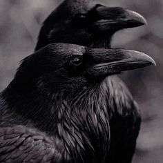 two black crows standing next to each other