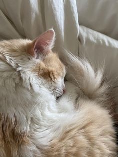 an orange and white cat sleeping on top of a couch