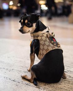 a small black and brown dog sitting on the floor wearing a guccini bag