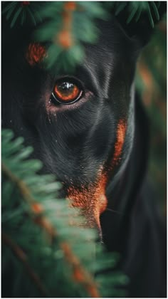 a close up of a dog's face through some leaves