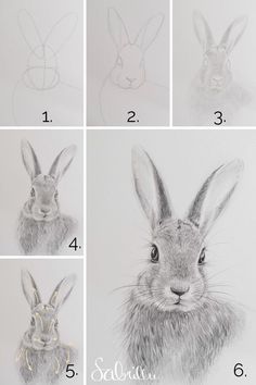 the steps to draw a rabbit's head in pencil and watercolng technique