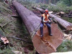 a man sitting on top of a large log in the woods