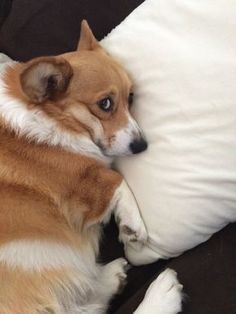 a brown and white dog laying on top of a black couch next to a pillow