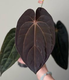 a heart shaped leaf hanging from a plant in someone's hand with bracelets on it