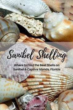 shells with the words, sandel shelling where to find the best shells on sanibei & capri islands, florida