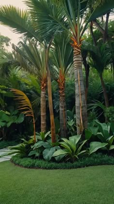 there are palm trees and other tropical plants in the garden, along with some green grass