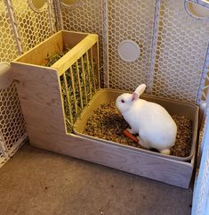 a small white rabbit sitting in its cage