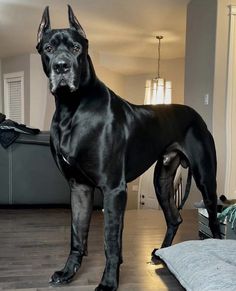 a large black dog standing on top of a hard wood floor next to a couch