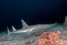 a shark swimming in the ocean near rocks