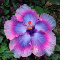 a purple and blue flower with green leaves