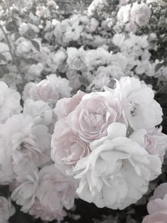 pink and white flowers are blooming in the garden, with black and white background