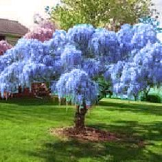 a blue tree in the middle of a yard