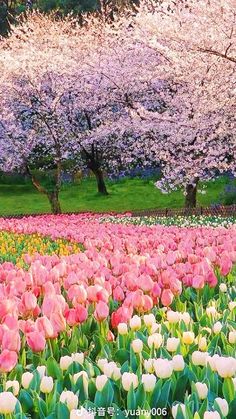 a field full of pink and white tulips with trees in the back ground