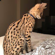 a cat sitting on top of a bed next to a pillow