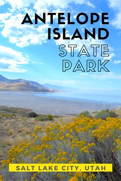 the state park with yellow flowers and blue skies in the background text reads antelope island state park salt lake city, utah