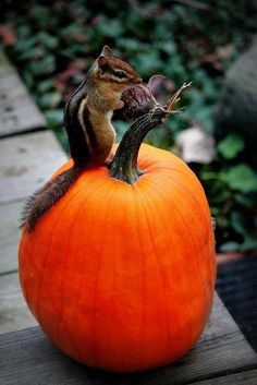 a small squirrel sitting on top of a pumpkin