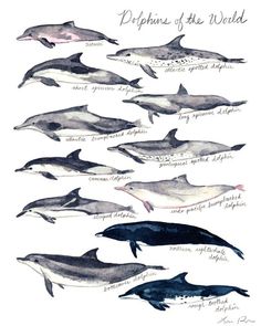 dolphins of the world are depicted in this watercolor drawing