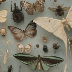 many different types of bugs and insects on display