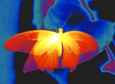 an orange and blue butterfly flying through the air