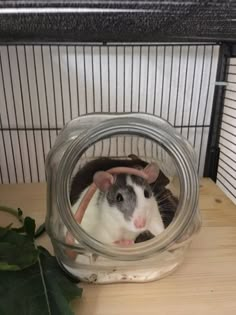 a small rodent in a glass jar on top of a wooden table next to a plant