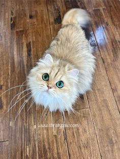 a white cat with green eyes standing on a wooden floor