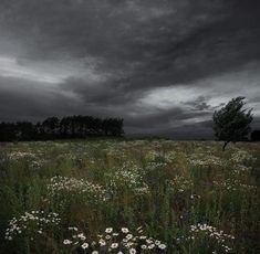 an empty field with flowers and trees in the background under a dark sky filled with clouds