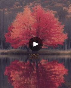 a tree with red leaves is reflected in the water and it's reflection appears to be changing colors