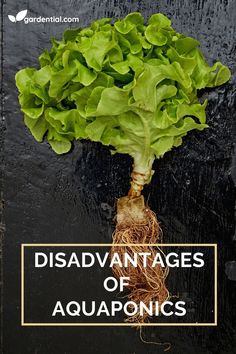 a green leafy plant with the words, disavantages of aquaponics