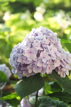 purple flowers are blooming in the garden