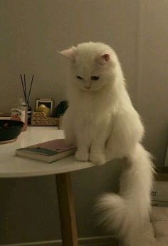 a white cat sitting on top of a table next to a bookshelf and lamp