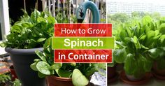 several different types of plants in pots with the words how to grow spinach in container