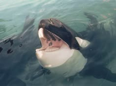 an orca in the water with its mouth open and it's tongue out