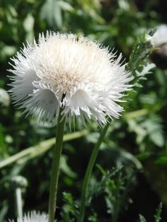 a close up of a white flower in the grass