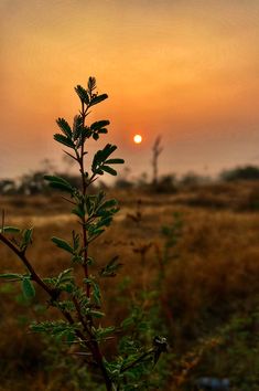 the sun is setting over an open field